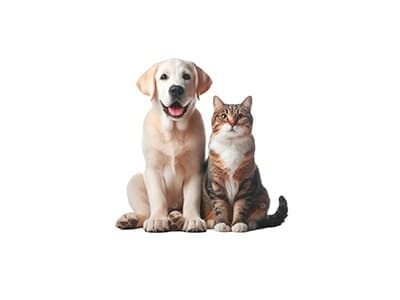Pets
